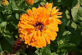 橙花,橘黃色的菊花,菊花