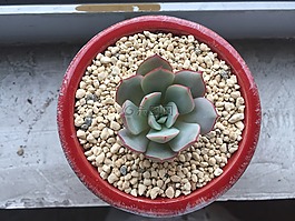 凌波仙子,多肉,多肉植物