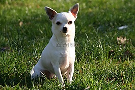 动物,狗,chiuahua