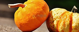 南瓜,裝飾葫蘆科,性質(zhì)