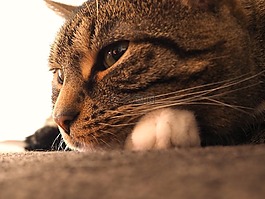 猫,鲭鱼,灰色的虎斑猫