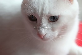 貓,動(dòng)物,動(dòng)物肖像