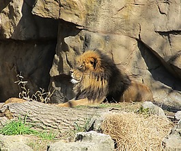 獅子,貓的,大貓