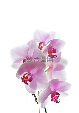 花卉,性質(zhì),植物