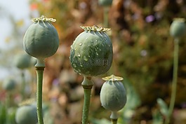 罌粟,鴉片