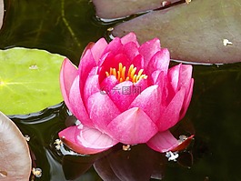 睡蓮,粉紅色,美麗