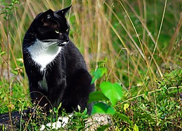 猫,野兽,驯服