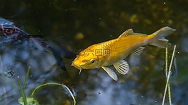 錦鯉,魚,池塘