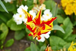 郁金香,花,春天