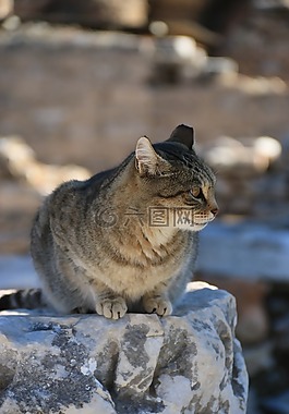 貓,動物,動物肖像