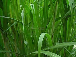 葉子,植物,綠色