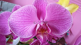 紫色,蘭花,盛開(kāi)