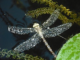 蜻蜓,昆蟲,宏