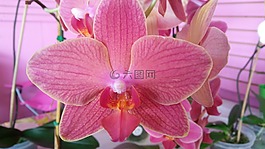 粉紅色,蘭花,盛開