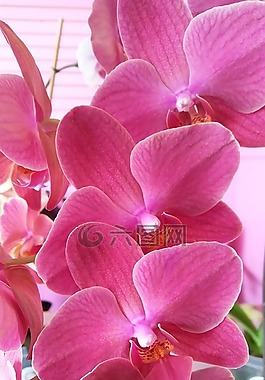 紫色,蘭花,水華