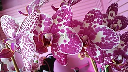 紫色,蘭花,盛開(kāi)