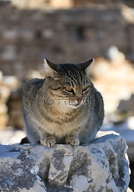 貓,動物,動物肖像