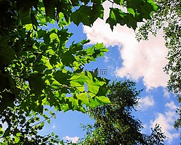 秋季,林冠,天空