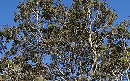 peltophorum pterocarpum,copperpod树,达瓦
