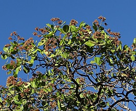 腰果树,sadhankeri,印度
