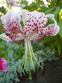 虹膜,花園,花
