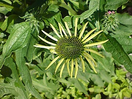 廠,野花,綠色