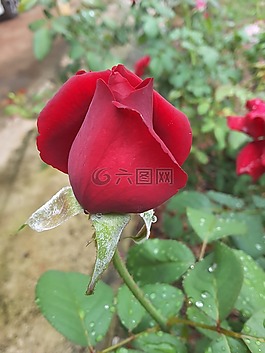 玫瑰,玫瑰花蕾,紅玫瑰