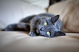 猫,宠物,那灰色的皮毛