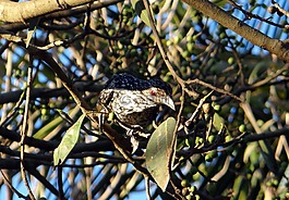 亚洲koel,eudynamys scolopaceus,女性
