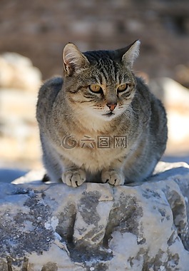 貓,動物,動物肖像
