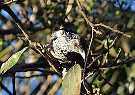 亚洲koel,eudynamys scolopaceus,女性