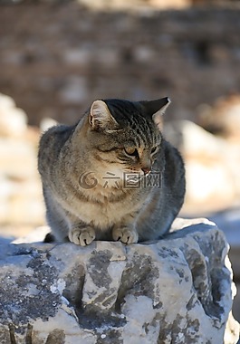貓,動物,動物肖像