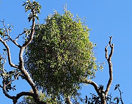 樹(shù),芒果樹(shù),sadhankeri