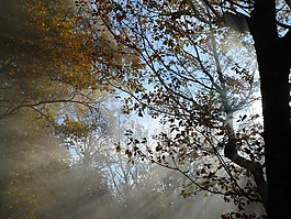 葉子,分支機(jī)構(gòu),太陽