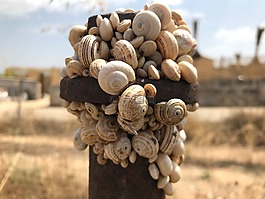 蝸牛,昆蟲,殼