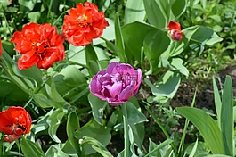 郁金香,花床,鲜花