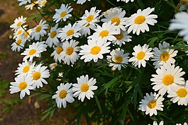 白色的花,白色的小花,小花