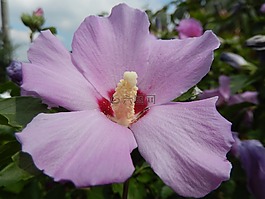 花,粉色,宏