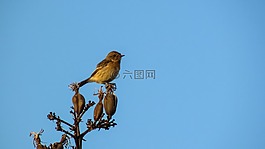 知更鳥(niǎo),坐,樹(shù)