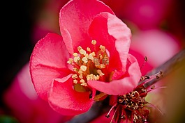 木瓜花,開(kāi)花,粉紅色