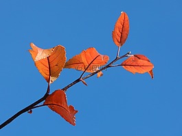 單,枝杈,自然