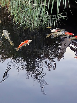錦鯉,魚(yú),花園池塘