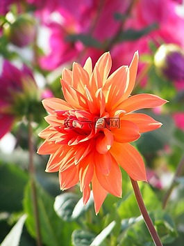 花,野花,花的