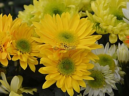 黃色的花,花,鮮花