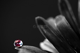 滴,開花,宏