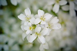 鮮花,盛開,春天