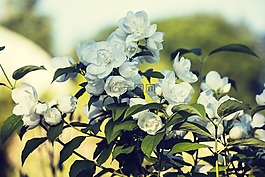 茉莉花,白,夏季花卉
