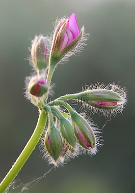 花,芽,天竺葵