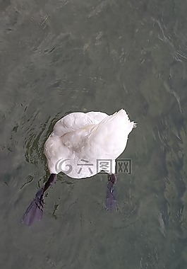 天鵝,水,鳥(niǎo)