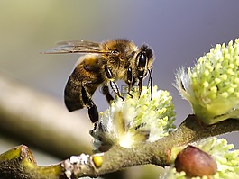 蜜蜂,性質(zhì),動物